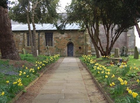 Daffodils in the churchyard